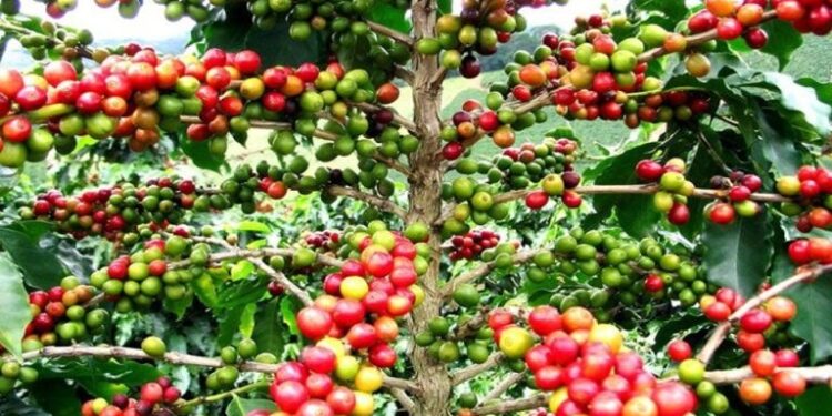 Durabilité: La Côte d’Ivoire ratifie l’Accord international sur le café 2022