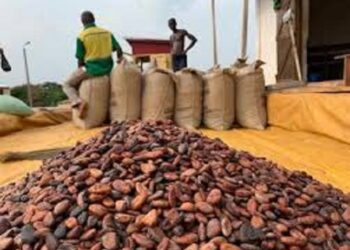 Café-Cacao : Des acheteurs fraudeurs mis aux arrêts pour non-respect des prix officiels