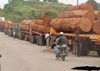 Exportations : Le Cameroun brille dans la filière bois