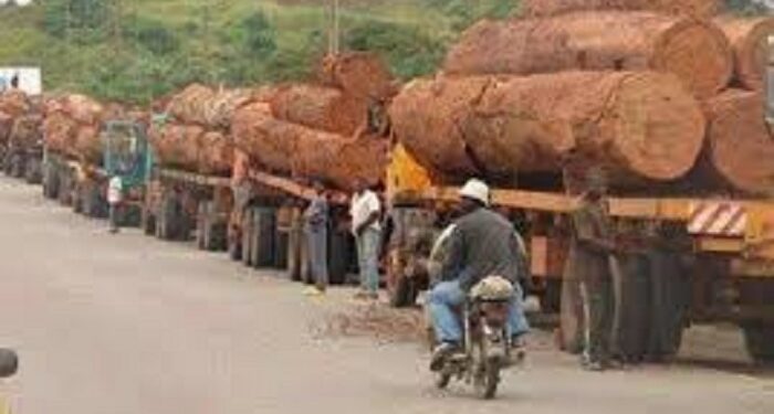 Exportations : Le Cameroun brille dans la filière bois