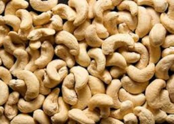 Côte d’Ivoire : 100 000 tonnes de cajou garanties sur le marché dès 2026