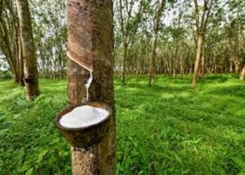 Côte d’Ivoire : Vers le renforcement de la production de caoutchouc naturel