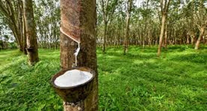 Côte d’Ivoire : Vers le renforcement de la production de caoutchouc naturel