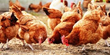Côte d&rsquo;Ivoire: L&rsquo;ANAM-CI envisage l&rsquo;augmentation du prix du poulet et de l&rsquo;œuf 