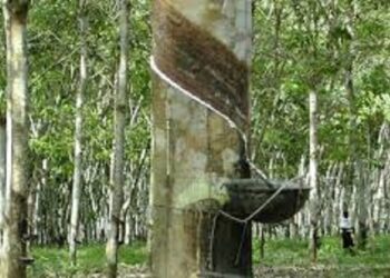 Côte d’Ivoire : La superficie des plantations d’hévéa en hausse de 3 %