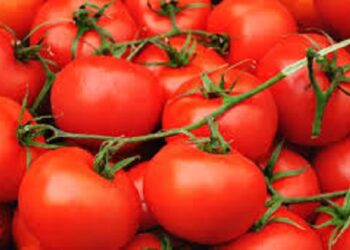 Burkina : L’APEC mobilise plus de 2 milliards FCFA pour acheter la production de tomate en 2026