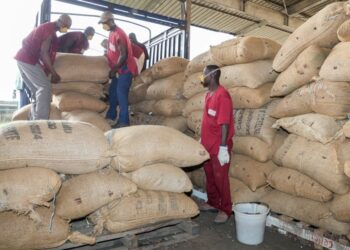 Côte d’Ivoire : La campagne intermédiaire café-cacao s&rsquo;ouvre le 1er mars 