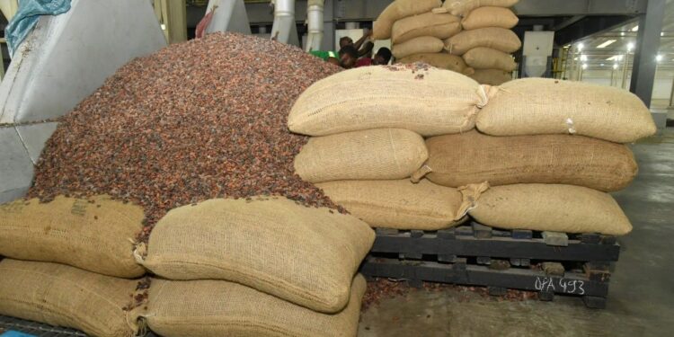 Rachat du Cacao : La double galère des producteurs et des sociétés coopératives