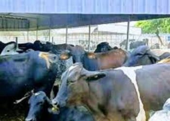 Burkina : 710 vaches gestantes importées du Brésil pour renforcer la production laitière
