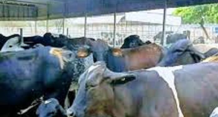 Burkina : 710 vaches gestantes importées du Brésil pour renforcer la production laitière