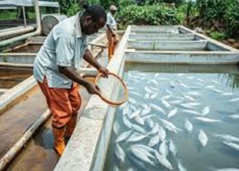 Burkina : 1,5 milliard FCFA investis dans deux usines de production d’aliments pour poissons