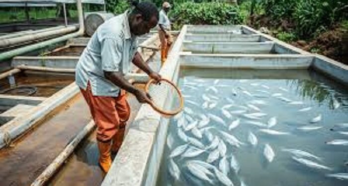 Burkina : 1,5 milliard FCFA investis dans deux usines de production d’aliments pour poissons