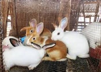 Adzopé : Des cas de maladie hémorragique du lapin confirmés