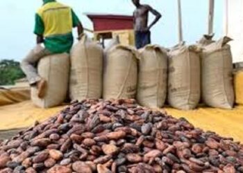 Cameroun : Chute du prix du cacao à 1000 FCFA/kg