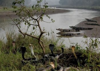 Inde : Un projet d’utilisation de serpents et crocodiles à la frontière avec le Bangladesh