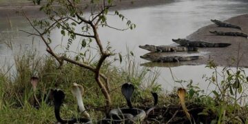 Inde : Un projet d’utilisation de serpents et crocodiles à la frontière avec le Bangladesh