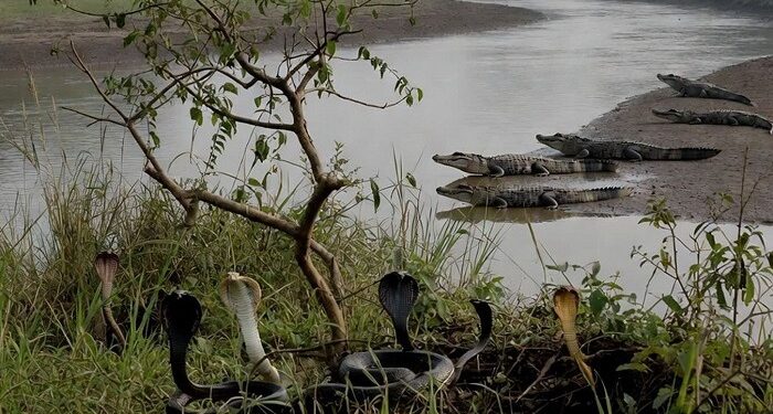 Inde : Un projet d’utilisation de serpents et crocodiles à la frontière avec le Bangladesh