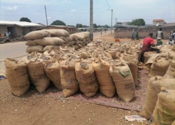 Madinani : Une coopérative initie la vente groupée de noix de cajou pour soutenir les producteurs