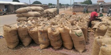 Madinani : Une coopérative initie la vente groupée de noix de cajou pour soutenir les producteurs