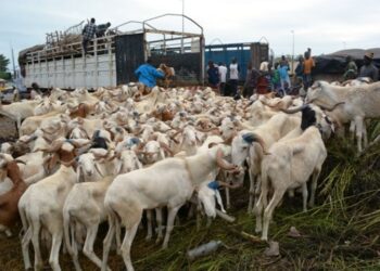 Tabaski 2026 : L’abattoir d’Anyama reste l’unique site de déchargement du bétail