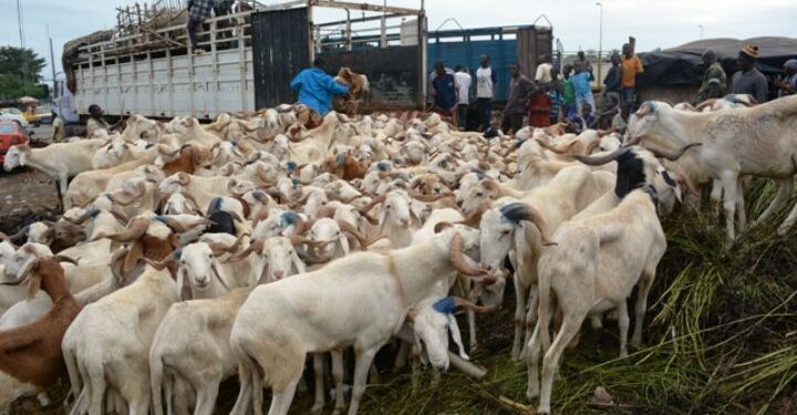Tabaski 2026 : L’abattoir d’Anyama reste l’unique site de déchargement du bétail