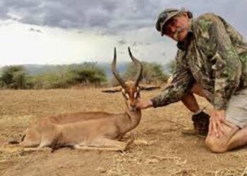 Gabon : Un riche Américain tué par cinq éléphants lors d’une partie de chasse