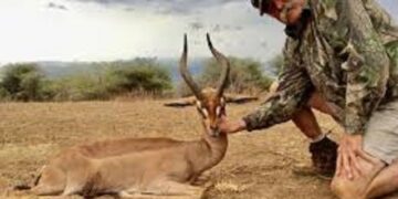 Gabon : Un riche Américain tué par cinq éléphants lors d’une partie de chasse