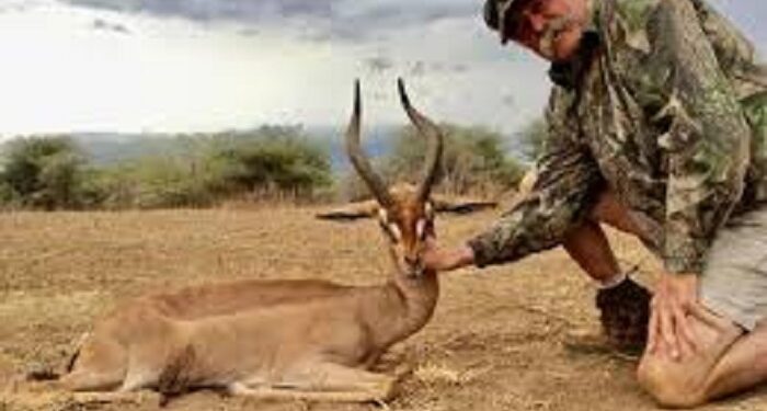 Gabon : Un riche Américain tué par cinq éléphants lors d’une partie de chasse