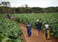 Zimbabwe : L’Etat restitue 67 fermes à des propriétaires étrangers expropriés sous Mugabe
