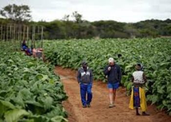 Zimbabwe : L’Etat restitue 67 fermes à des propriétaires étrangers expropriés sous Mugabe