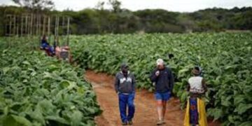 Zimbabwe : L’Etat restitue 67 fermes à des propriétaires étrangers expropriés sous Mugabe