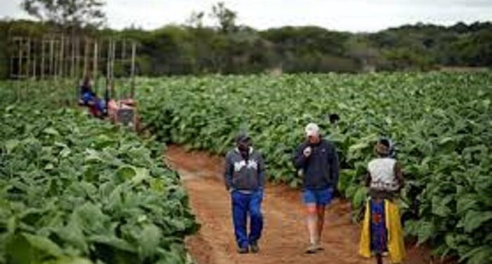 Zimbabwe : L’Etat restitue 67 fermes à des propriétaires étrangers expropriés sous Mugabe