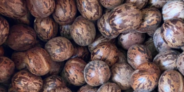 Côte d’Ivoire : Valorisation des graines d’hévéa, nouvelle source de revenus pour les producteurs