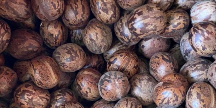 Côte d’Ivoire : Valorisation des graines d’hévéa, nouvelle source de revenus pour les producteurs