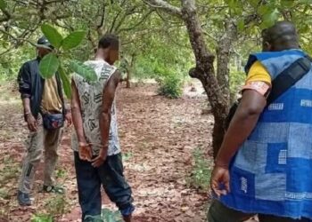 Korhogo : Un planteur tue un acheteur de noix de cajou et l’enterre dans son champ