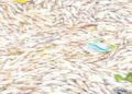 Ouagadougou : Les causes de la mort massive de poissons connues