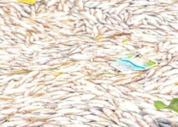 Ouagadougou : Les causes de la mort massive de poissons connues