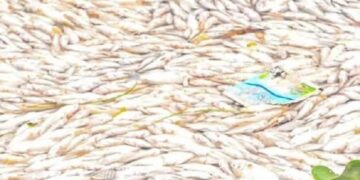 Ouagadougou : Les causes de la mort massive de poissons connues