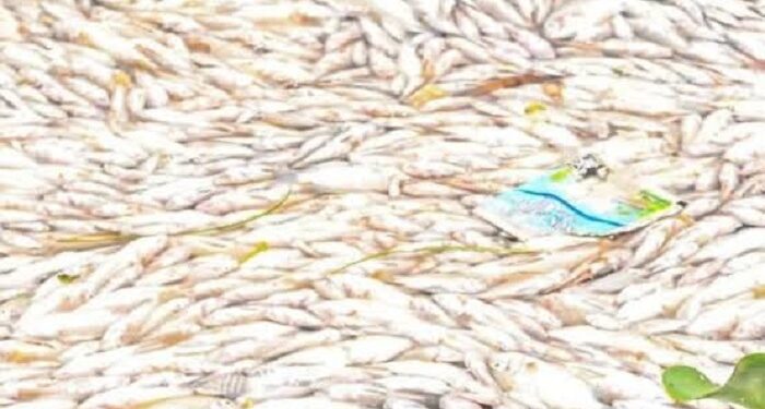 Ouagadougou : Les causes de la mort massive de poissons connues