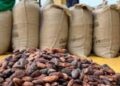 Ghana : Le prix du cacao maintenu à 1 987 FCFA/kg pour la petite traite 2025-2026