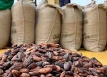 Ghana : Le prix du cacao maintenu à 1 987 FCFA/kg pour la petite traite 2025-2026