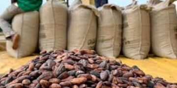 Ghana : Le prix du cacao maintenu à 1 987 FCFA/kg pour la petite traite 2025-2026