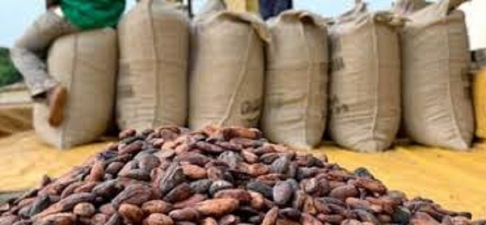 Ghana : Le prix du cacao maintenu à 1 987 FCFA/kg pour la petite traite 2025-2026