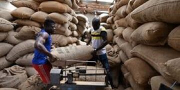 Gagnoa : Des coopératives réclament le déstockage urgent du cacao résiduel