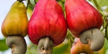 Noix de cajou : La Guinée-Bissau s’inspire du modèle ivoirien de transformation