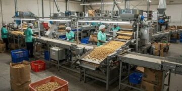 Noix de cajou : L’usine de transformation de Kationon prête à lancer sa production