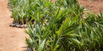 Côte d’Ivoire : 1077 milliards FCFA pour dynamiser la filière palmier à huile