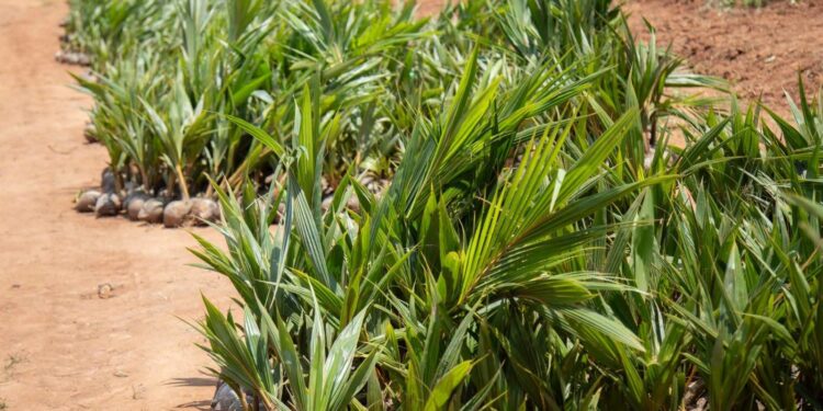 Côte d’Ivoire : 1077 milliards FCFA pour dynamiser la filière palmier à huile
