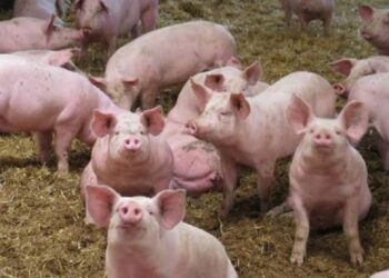 Peste porcine africaine : 1185 porcs abattus à Gagnoa et Guibéroua