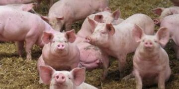 Peste porcine africaine : 1185 porcs abattus à Gagnoa et Guibéroua